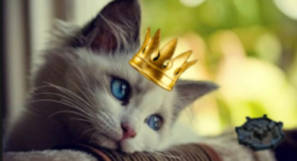 Profilbild