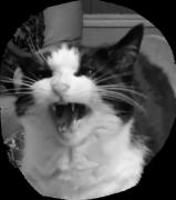 Profilbild